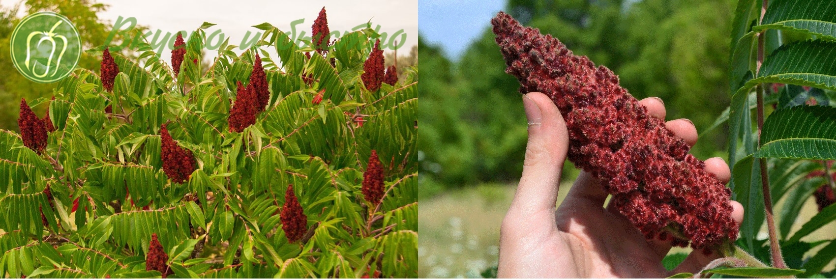 СУМАК кустарник